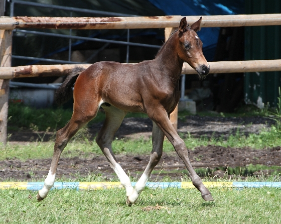 Diabelli (Diarado's Dante), Foto: Uschtrin Diabelli (Diarado's Dante), Foto: Uschtrin