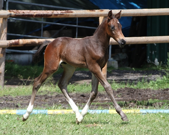 Diabelli (Diarado's Dante), Foto: Uschtrin