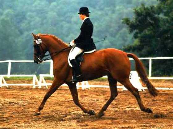 Windsor 134 / Falk Pewestorf, Foto: Scuitto Windsor 134 / Falk Pewestorf, Foto: Scuitto