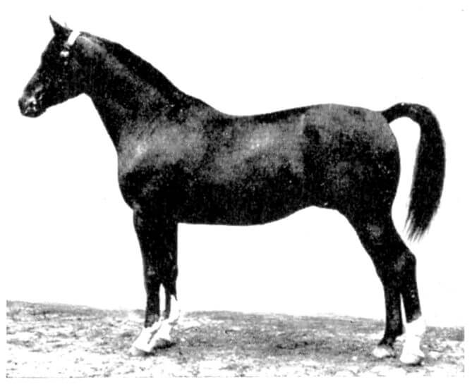 Hagen v. Dampfross Hagen v. Dampfross