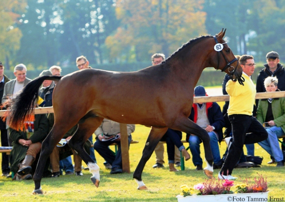 PB. Carado, Foto: Ernst