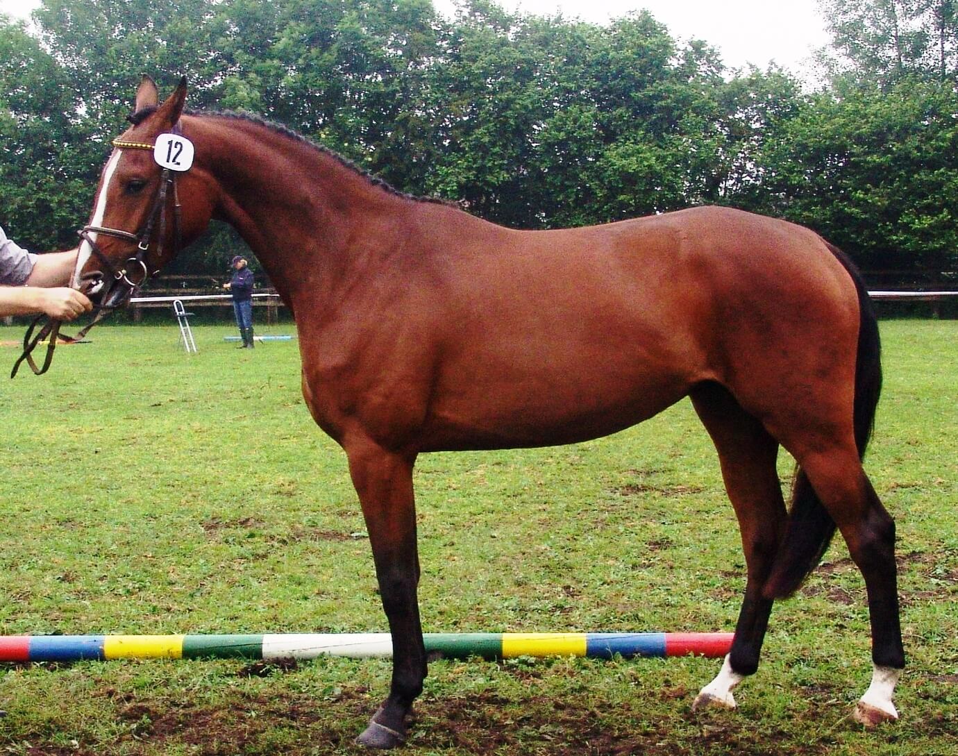 Arabella, Foto: Uschtrin Arabella, Foto: Uschtrin