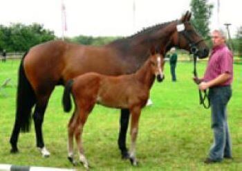 Hera / Fohlen v. Epsom Gesmeray Hera / Fohlen v. Epsom Gesmeray