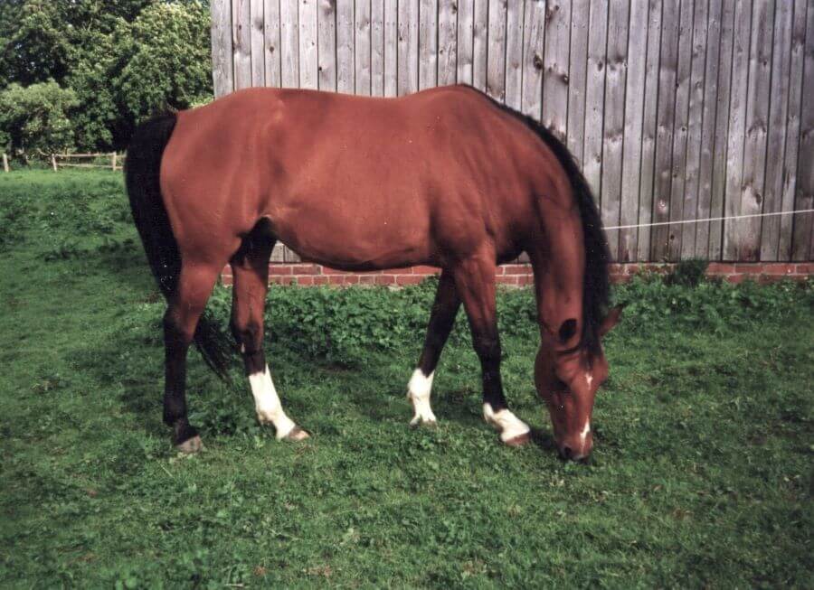 Drosselkrone Drosselkrone
