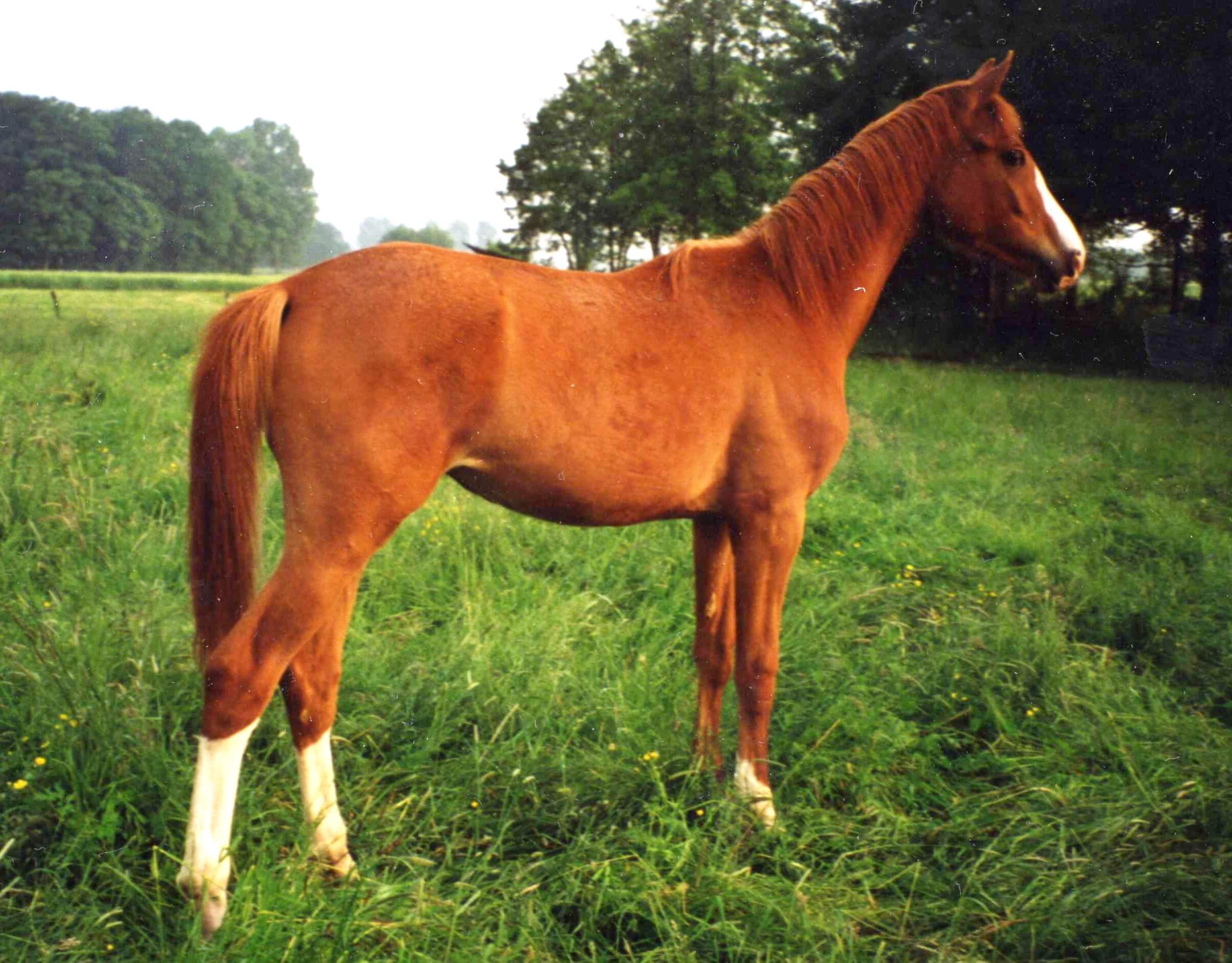 Walzerkrone Walzerkrone