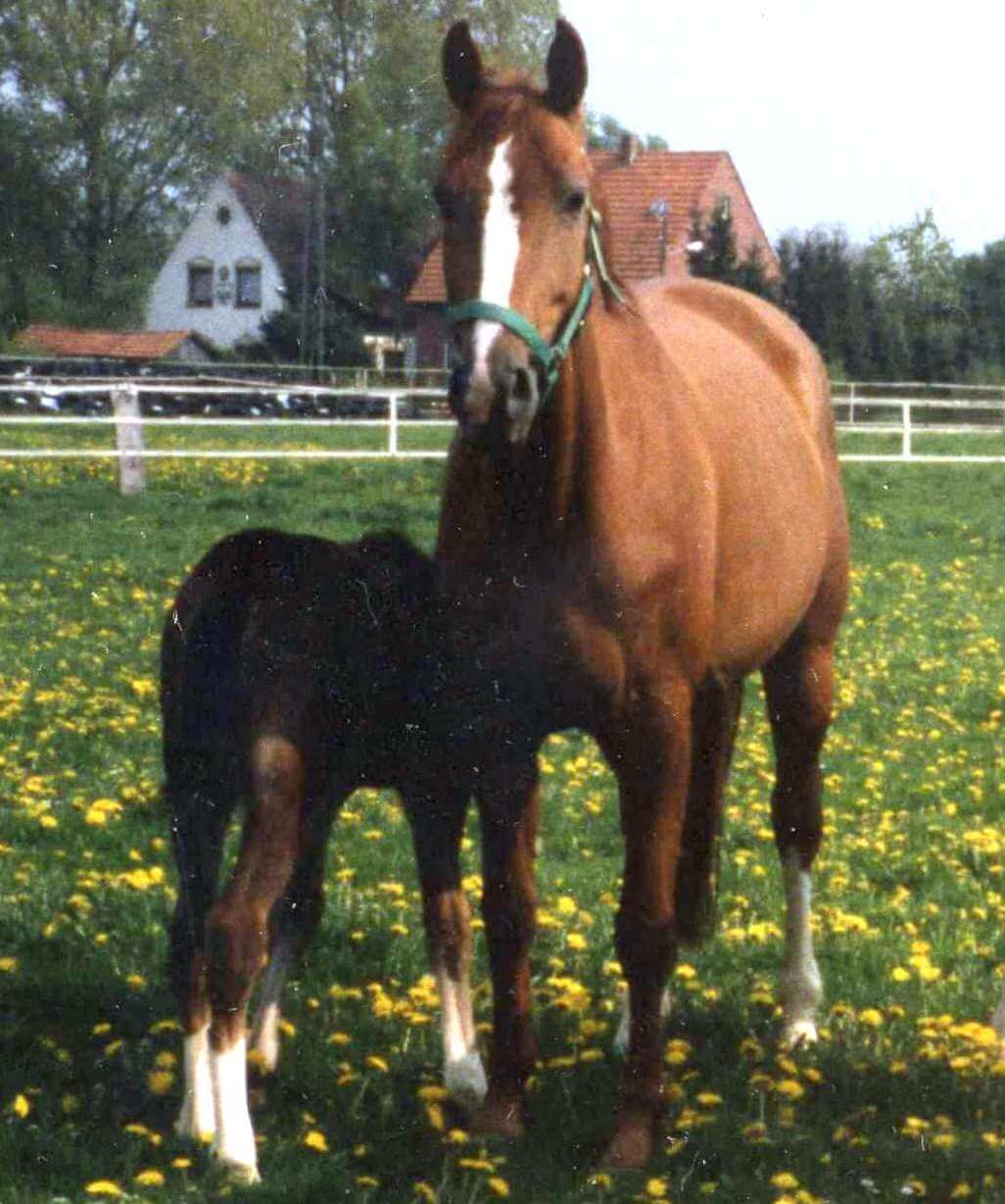 Weserkrone Weserkrone